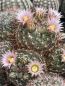 Preview: Mammillaria barbarta - Black Jack Canyon